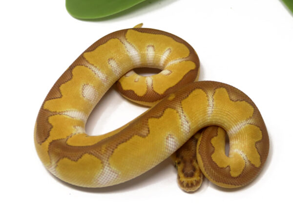 Clown Enchi Butter (Female)