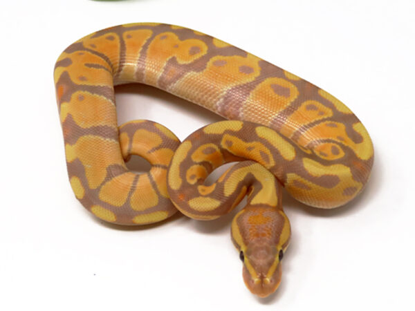 Banana (Female)