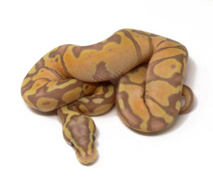 11-9C-Banana-Enchi-Pastel_2024_1.jpg-300x273 11-9C Banana Enchi Pastel_2024_1.jpg