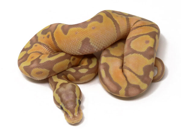 Banana Enchi Pastel (Female)