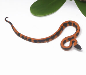 2-10B-Ring-Python_2024_1-300x260 2-10B Ring Python_2024_1