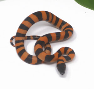 2-10C-Ring-Python_2024_1-300x287 2-10C Ring Python_2024_1