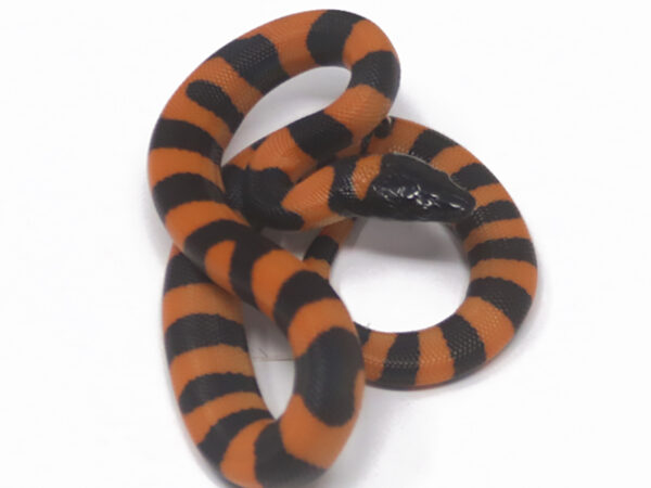 Ring Python (Male)