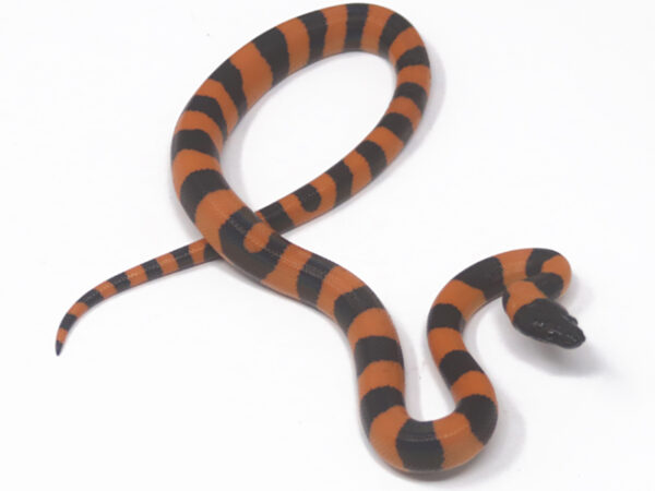 Ring Python (Male)