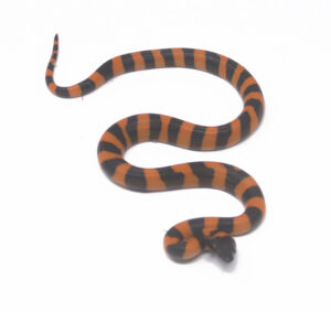 2-12B-Ring-Python_2024_1-300x283 2-12B Ring Python_2024_1