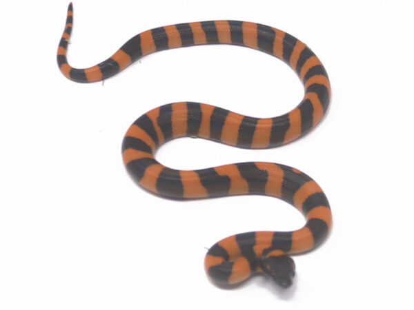Ring Python (Male)