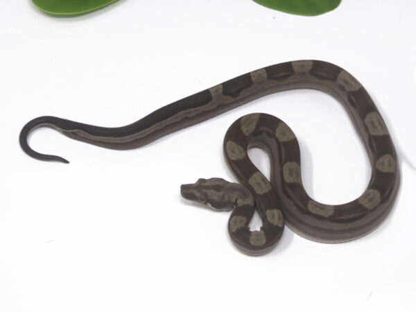 Motley Boa (Female)