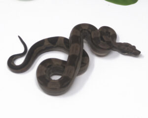 2-14A-Motley-Boa_2024_1-300x239 2-14A Motley Boa_2024_1