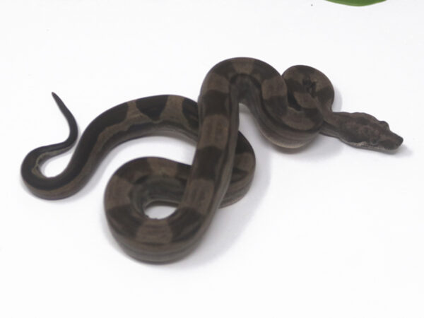 Motley Boa (Female)