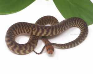 2-1B-Woma-Python_2024_1-300x237 2-1B Woma Python_2024_1