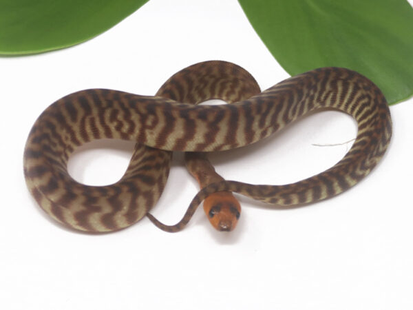 Woma Python (Female)