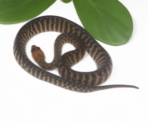 2-1C-Woma-Python_2024_1-300x254 2-1C Woma Python_2024_1