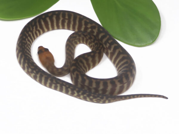 Woma Python (Female)