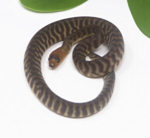 2-2B-Woma-Python_2024_1-300x275 2-2B Woma Python_2024_1