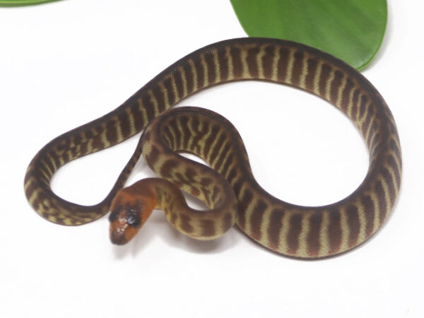 Woma Python (Male)