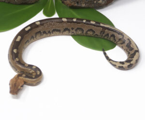 2-6A-Borneo-Short-Tail-Python_2024_1-300x248 2-6A Borneo Short Tail Python_2024_1