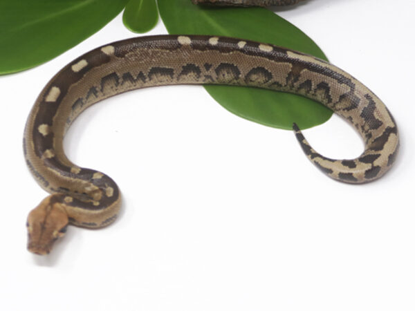 Borneo Short Tail Python (Female)