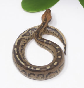 2-6B-Borneo-Short-Tail-Python_2024_1-287x300 2-6B Borneo Short Tail Python_2024_1