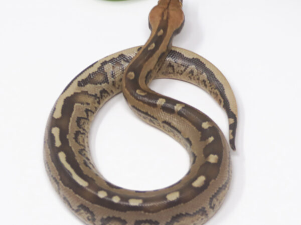 Borneo Short Tail Python (Female)