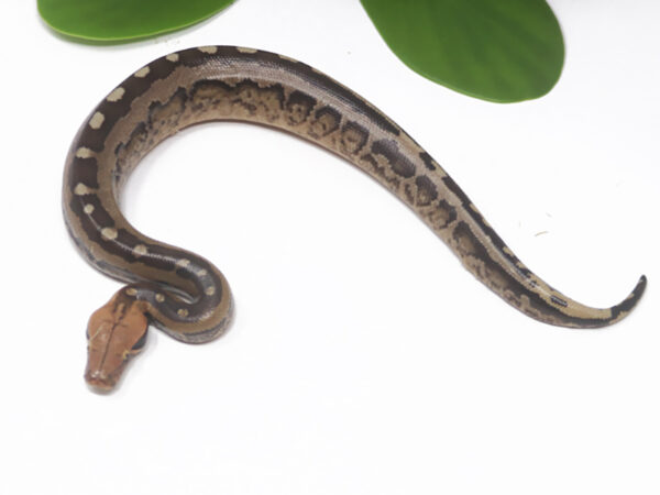 Borneo Short Tail Python (Female)