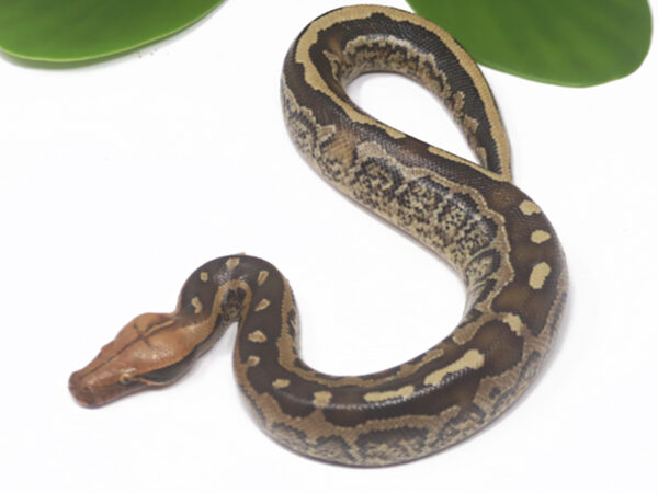 Borneo Short Tail Python (Female)