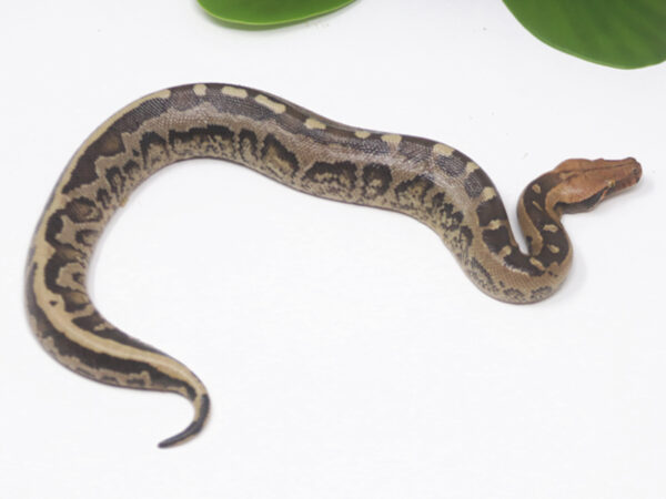 Borneo Short Tail Python (Female)