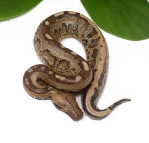 2-8A-Borneo-Short-Tail-Python_2024_1-300x288 2-8A Borneo Short Tail Python_2024_1