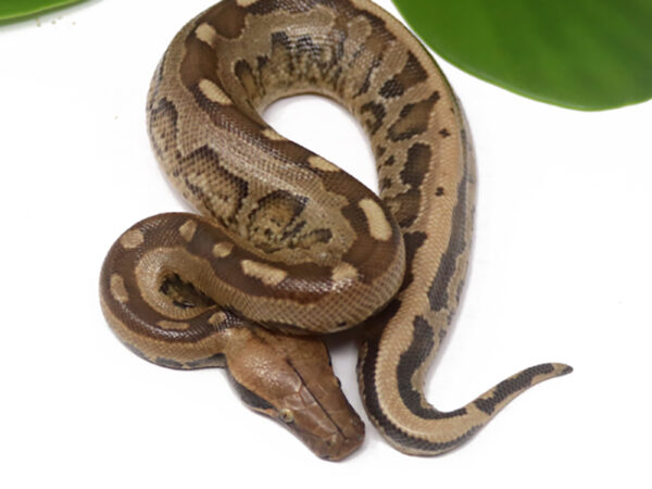Borneo Short Tail Python (Male)
