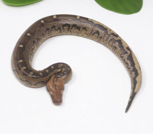 2-8B-Borneo-Short-Tail-Python_2024_1-300x263 2-8B Borneo Short Tail Python_2024_1