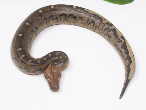 Borneo Short Tail Python (Male)