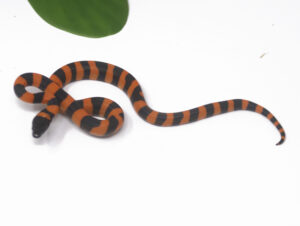 2-9B-Ring-Python_2024_1-300x226 2-9B Ring Python_2024_1