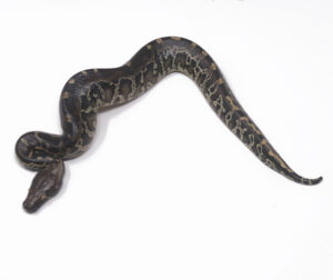 8-12A-Sumatran-Short-Tail-Python_2024_1-300x252 8-12A Sumatran Short Tail Python_2024_1