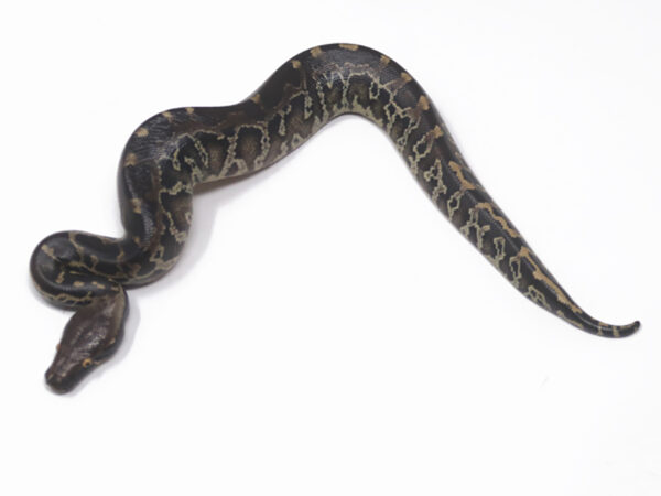 Sumatran Short Tail Python (Female)