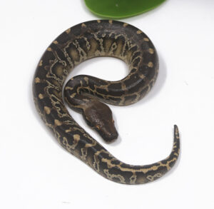 8-12B-Sumatran-Short-Tail-Python_2024_1-300x293 8-12B Sumatran Short Tail Python_2024_1