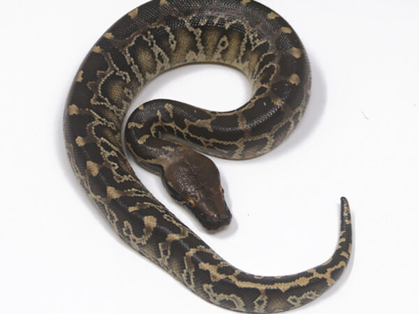 Sumatran Short Tail Python (Female)