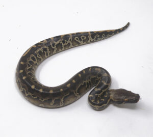 8-12C-Sumatran-Short-Tail-Python_2024_1-300x269 8-12C Sumatran Short Tail Python_2024_1