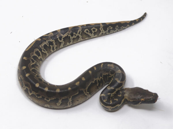 Sumatran Short Tail Python (Female)