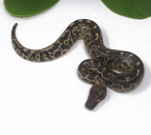 8-13A-Sumatran-Short-Tail-Python_2024_1-300x268 8-13A Sumatran Short Tail Python_2024_1
