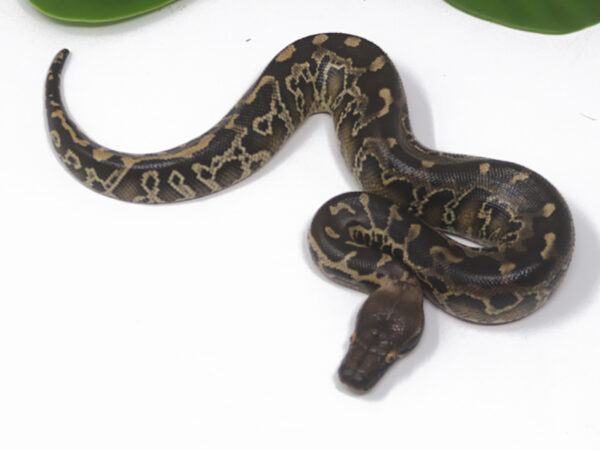 Sumatran Short Tail Python (Female)