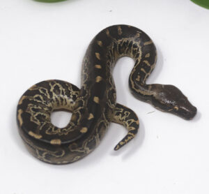 8-13B-Sumatran-Short-Tail-Python_2024_1-300x278 8-13B Sumatran Short Tail Python_2024_1