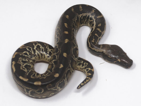 Sumatran Short Tail Python (Female)