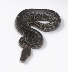 8-14C-Sumatran-Short-Tail-Python_2024_1-285x300 8-14C Sumatran Short Tail Python_2024_1