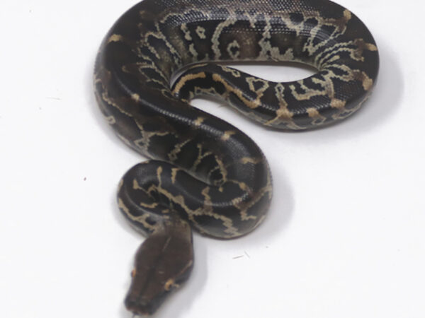 Sumatran Short Tail Python (Male)