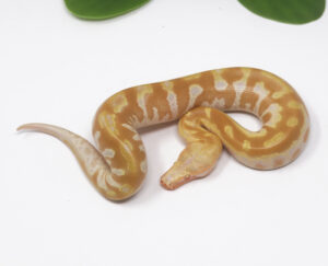 8-17B-T-Albino-Blood-Python_2024_1-300x243 8-17B T- Albino Blood Python_2024_1