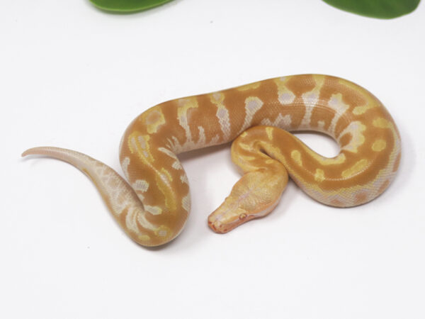 T- Albino Blood Python (Male)