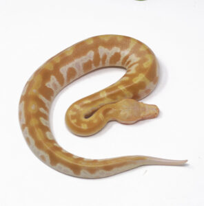 8-17C-T-Albino-Blood-Python_2024_1-296x300 8-17C T- Albino Blood Python_2024_1