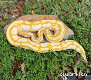 82-12C-300x262 82-12C