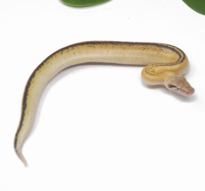 9-11A-Ivory-Blood-Python_2024_1-300x279 9-11A Ivory Blood Python_2024_1