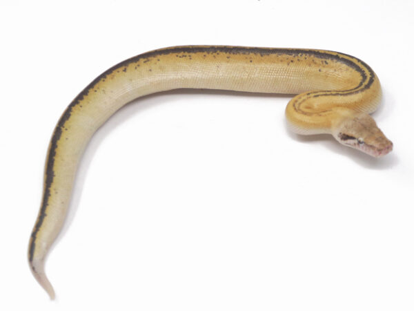 Ivory Blood Python (Male)