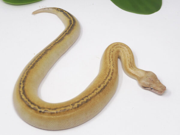 Ivory Blood Python (Male)